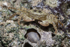 Metopograpsus
