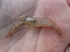 Macrobrachium formosense