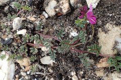 Indigofera capillaris
