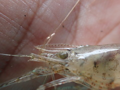 Macrobrachium formosense