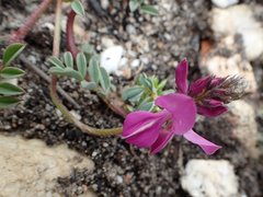 Indigofera capillaris