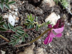 Indigofera capillaris