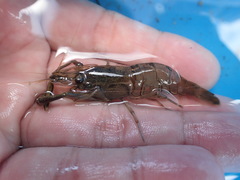 Macrobrachium japonicum