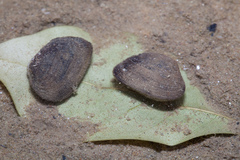 Barbatia