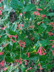 Bouvardia multiflora