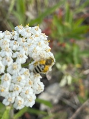 Cnemidandrena