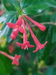Bouvardia multiflora
