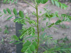 Phyllanthus rotundifolius