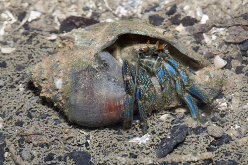 Long-legged Hermit Crab