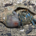 Long-legged Hermit Crab - Photo (c) budak, some rights reserved (CC BY-NC), uploaded by budak