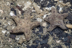 Aquilonastra coronata