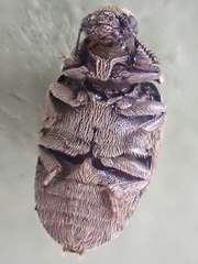 Morychus oblongus