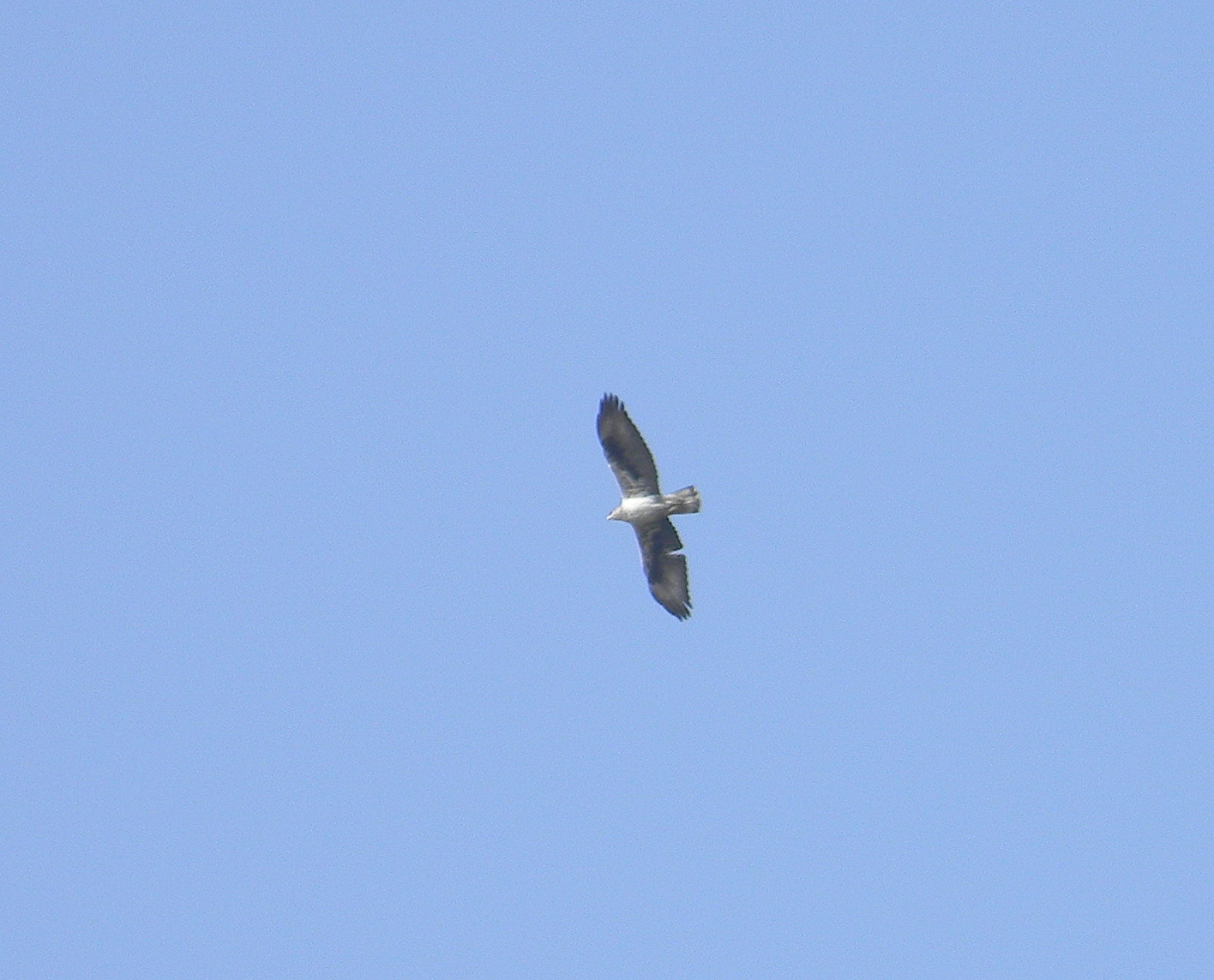 Bonelli's Eagle