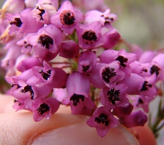 Erica lateralis