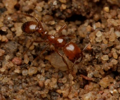 Solenopsis geminata