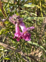 Apis mellifera