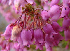 Erica lateralis