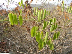 Ventilago madraspatana