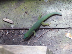 Phelsuma quadriocellata