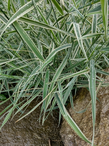chrastica trsťovitá (Phalaris arundinacea)