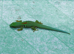 Phelsuma quadriocellata