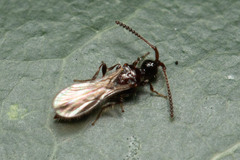 Ambositrinae