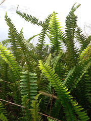 Nephrolepis flexuosa