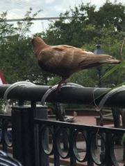 Columba livia domestica