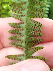 Nephrolepis flexuosa