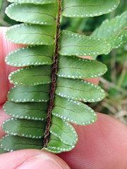 Nephrolepis flexuosa