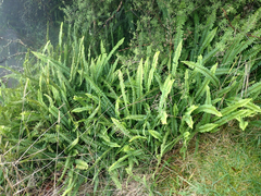 Nephrolepis flexuosa