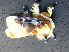 Megalopyge xanthopasa