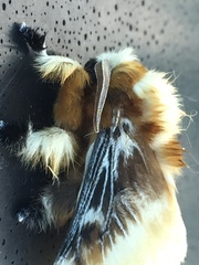 Megalopyge xanthopasa