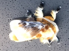 Megalopyge xanthopasa