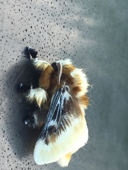Megalopyge xanthopasa