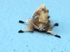 Megalopyge xanthopasa