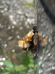 Megalopyge xanthopasa
