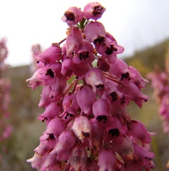 Erica lateralis