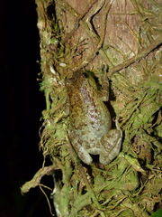 Cophyla grandis