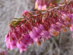 Erica lateralis
