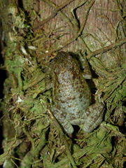 Cophyla grandis