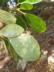Griselinia
