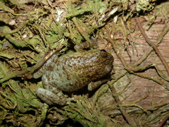 Cophyla grandis