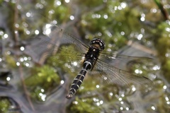 Somatochlora albicincta