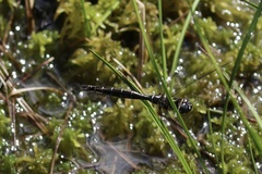 Somatochlora albicincta