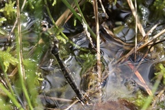 Somatochlora albicincta