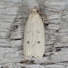 Helcystogramma