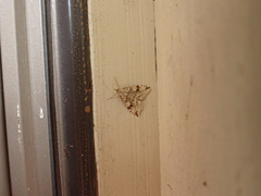 Udea washingtonalis