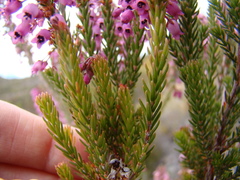 Erica lateralis