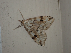 Udea washingtonalis